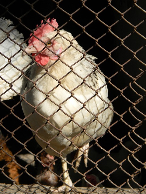 他明顯表現 他明顯表現